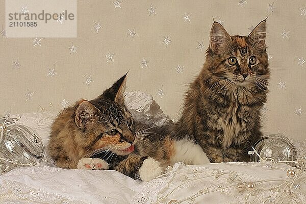 Norwegian Forest Cat  kitten  Norwegian forest cat  kitten