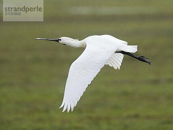 Spoonbill (Platalea leucorodia)  in flight over a meadow  in the rain  Texel  Holland  The Netherlands  Europe