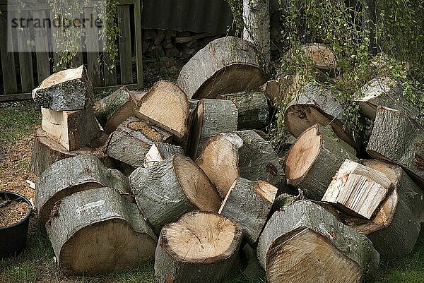 Baumfällung  Holz  Feuerholz  Eichenholz  Baumscheiben  Bundesrepublik Deutschland