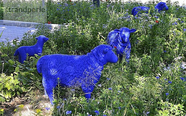 Blue Sheeps in the Village Kirchwalsede  Lower Saxony  Germany  Europe