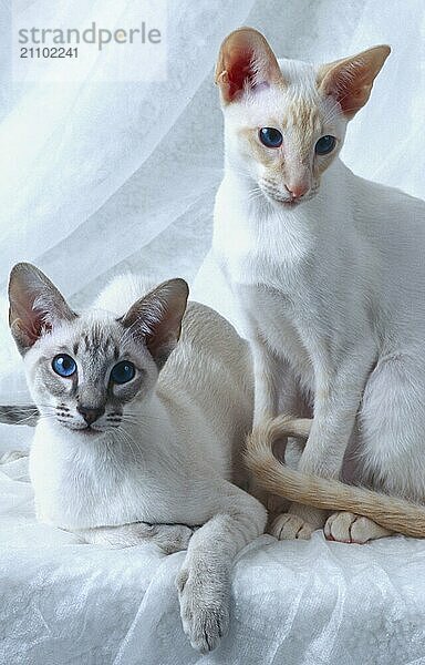 Siamkatze red-silver-tabby und seal-silver-tabby rötliche Färbung und bräunliche Färbung Geschwister zwei Kater  beide 5 Monate alt