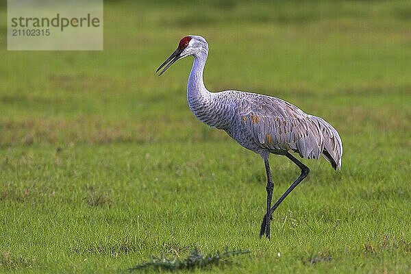 Canada crane  (Grus canadensis)  Joe Overstreet Road  Osceola County  Florida  USA  North America