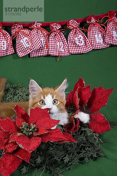 Maine Coon kitten red tabby white  12 weeks old