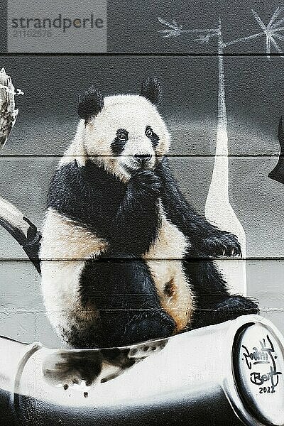 Fröhlicher Pandabär sitz auf Bambus  Graffiti  Duisburg  Nordrhein-Westfalen  Deutschland  Europa