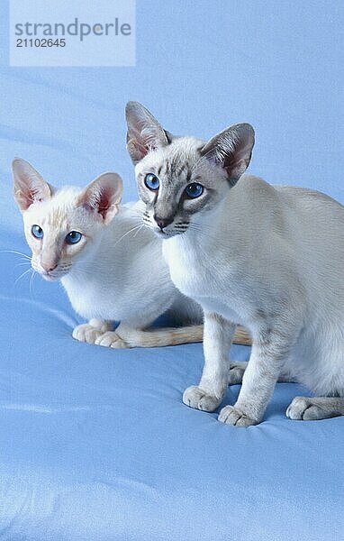 Siamkatze red-silver-tabby und seal-silver-tabby rötliche Färbung und bräunliche Färbung Geschwister zwei Kater  beide 5 Monate alt