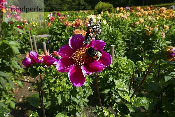 Dahlia garden in the Volkspark Hamburg Altona