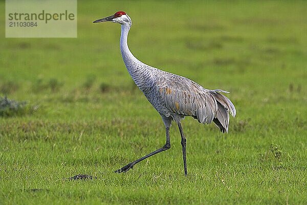 Canada crane  (Grus canadensis)  Joe Overstreet Road  Osceola County  Florida  USA  North America