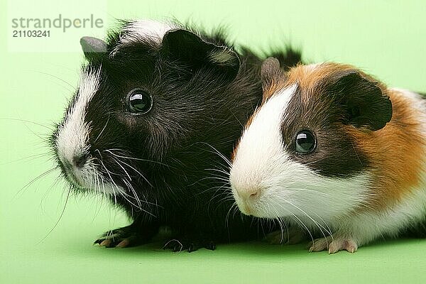 Zwei Meerschweinchen  Nagetier  Guinea Pig  Studio