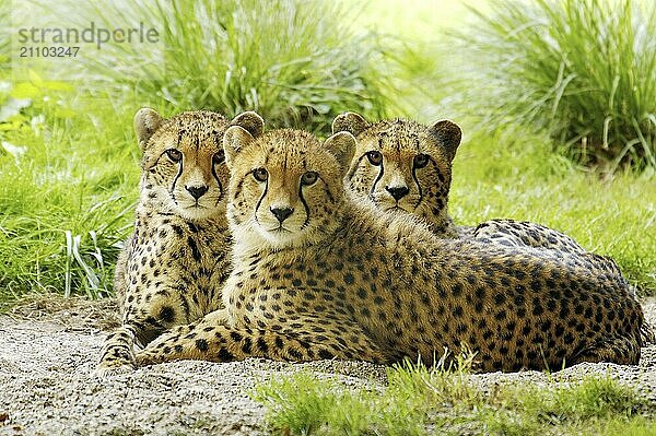 Drei junge Geparden  (Acinonyx jubatus)  Kenya