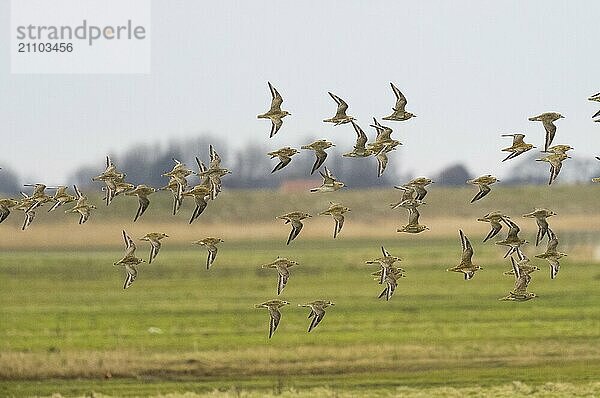 Eurasian Golden Plover (Pluvialis apricaria) flock in flight over a coastal marsh  migrating northwards in early springtime  island of Texel  Holland