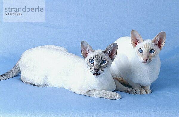 Siamkatze red-silver-tabby und seal-silver-tabby rötliche Färbung und bräunliche Färbung Geschwister zwei Kater  beide 5 Monate alt