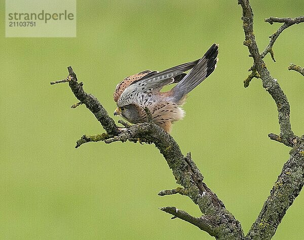 Ein Turmfalke sitzt auf einem moosbewachsenen Ast vor grünem Hintergrund und lehnt sich in Verteidigungshaltung nach vorne  Turmfalke (Falco tinnunculus)  Männchen  Hessen  Deutschland  Europa