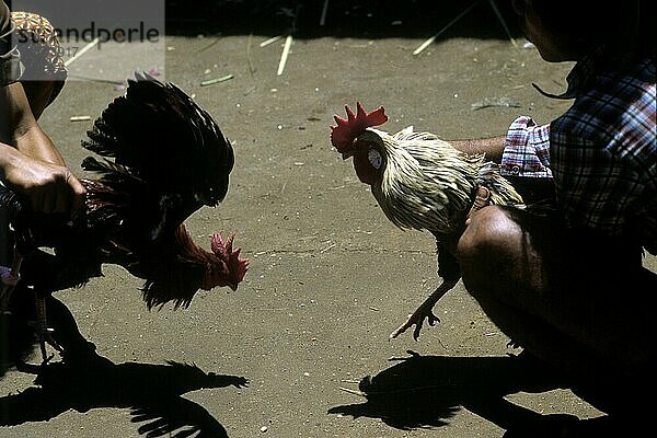 Cockfight at a temple festival  Ubud  Bali  Indonesia