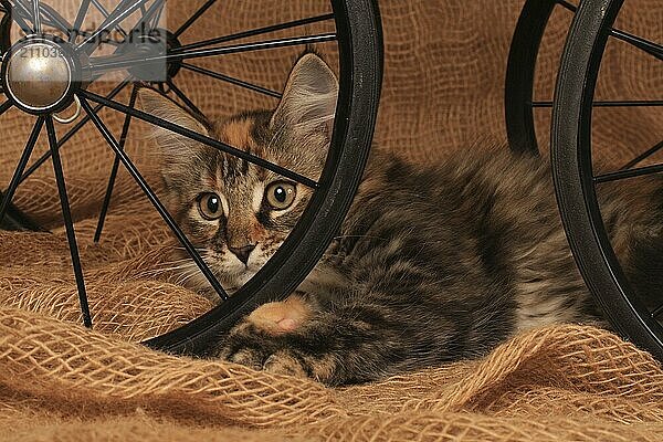 Norwegian Forest Cat  Norwegian forest cat