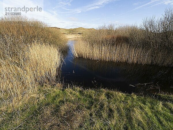 Natural waterways and lakes between sand dunes in nature park de Bollekammer  fringed with reeds and willow bushes  on the west coast  island of Texel  Holland