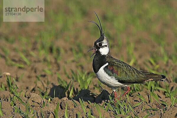 Lapwing  (Vanellus vanellus)  Worms district  Worms  Rhineland-Palatinate  Federal Republic of Germany