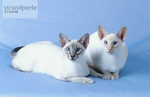 Siamkatze red-silver-tabby und seal-silver-tabby rötliche Färbung und bräunliche Färbung Geschwister zwei Kater  beide 5 Monate alt