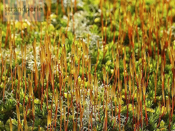 Juniper-leaved Hair Moss (Polytrichum juniperinum)  growing spore capsules  island of Texel  Holland