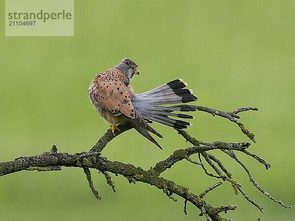 Ein Turmfalke sitzt auf einem moosbewachsenen Ast vor grünem Hintergrund und putzt sich mit aufgefächerten Schwanzfedern  Turmfalke (Falco tinnunculus)  Männchen  Hessen  Deutschland  Europa