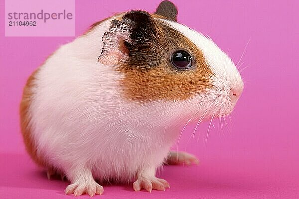 Ein einzelnes Meerschweinchen  Guinea Pig  Porträt  (Caviidae)  Nagetiere  Studio