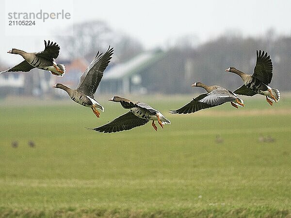 Blässgans (Anser albifrons)  mehrere Vögel im Flug  von einer Wiese  Insel Texel  Holland