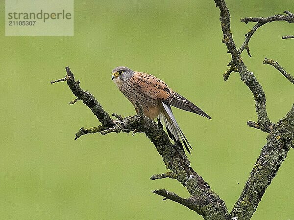 Ein Turmfalke sitzt auf einem moosbewachsenen Ast vor grüner Kulisse und blickt in die Ferne  Turmfalke (Falco tinnunculus)  Männchen  Hessen  Deutschland  Europa