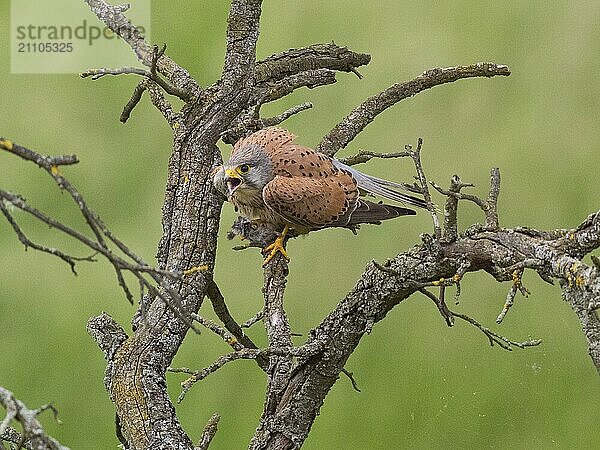 Ein Turmfalke sitzt auf einem verbogenen Ast mit Beute in den Krallen  teilweise zusammengekauert  und ruft einen Eindringling  Turmfalke (Falco tinnunculus)  Männchen  Hessen  Deutschland  Europa