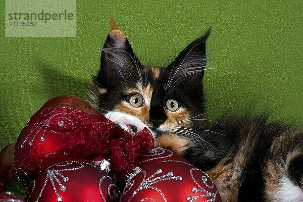 Maine Coon black-tortie-tabby  kitten female 12 weeks old