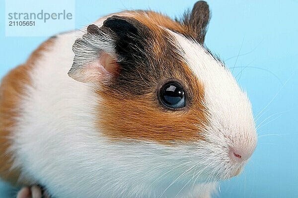 Ein einzelnes Meerschweinchen  Guinea Pig  Porträt  (Caviidae)  Nagetiere  Studio