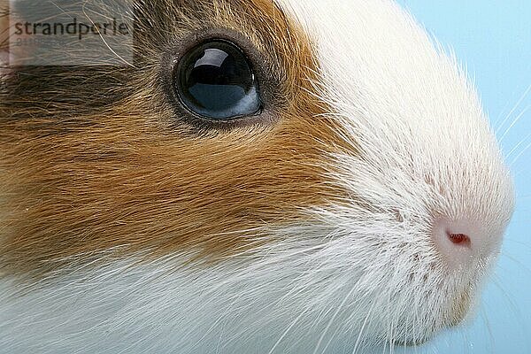 Ein einzelnes Meerschweinchen  Guinea Pig  Porträt  (Caviidae)  Nagetiere  Studio