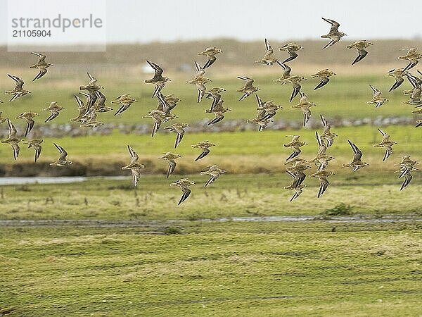 Eurasian Golden Plover (Pluvialis apricaria) flock in flight over a coastal marsh  migrating northwards in early springtime  island of Texel  Holland