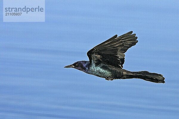 Boat-tailed grackle  (Quiscalus major)  Joe Overstreet Landing  Osceola County  Florida  USA  North America