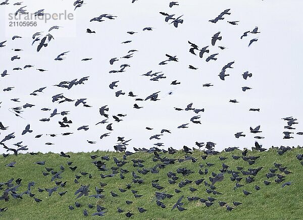 European Jackdaw (Corvus monedula) flock of birds gathering late evening  on sea dyke  before going to roost  island of Texel  Holland