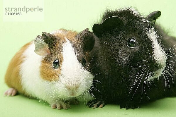 Zwei Meerschweinchen  Nagetier  Guinea Pig  Studio