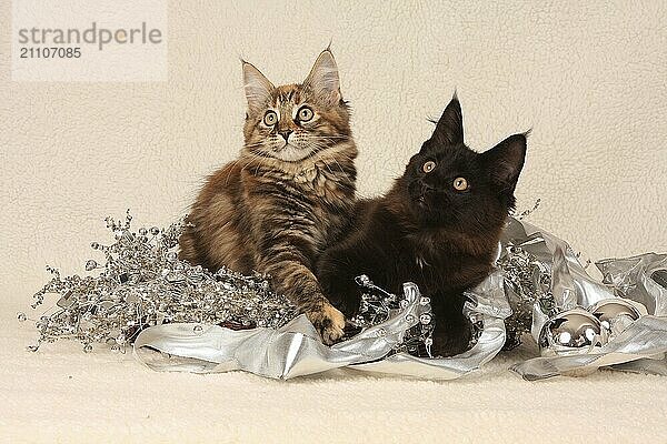 Norwegian Forest Cat  two kittens  Norwegian forest cat  two kitten