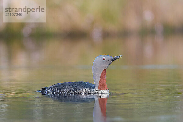 Red-throated diver (Gavia stellata) swims in the water  Dalarna  Sweden  Europe