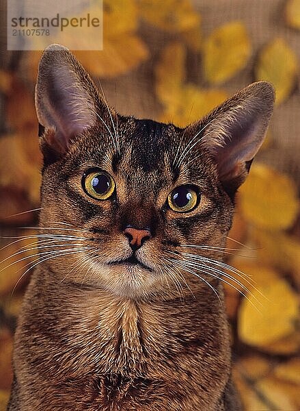 Abessinier  wildfarben  Kater  zwei Jahre  Portrait