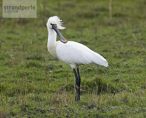 Spoonbill (Platalea leucorodia)  standing on a meadow in the rain  Texel  Holland  The Netherlands  Europe