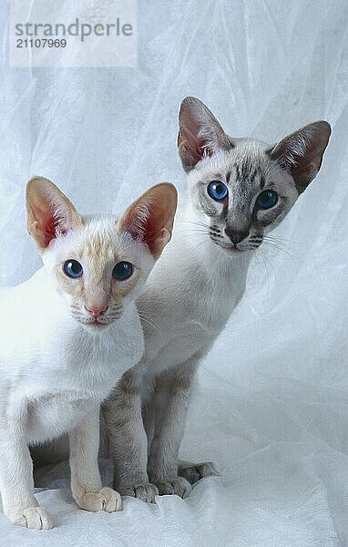 Siamkatze red-silver-tabby und seal-silver-tabby rötliche Färbung und bräunliche Färbung Geschwister zwei Kater  beide 5 Monate alt