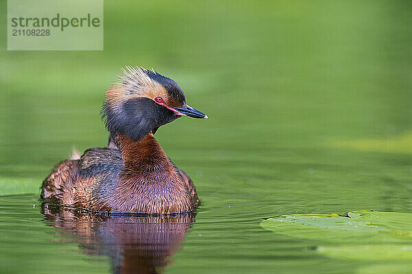 Horned Grebe (Podiceps auritus) swims in water  Västergotland  Sweden  Europe