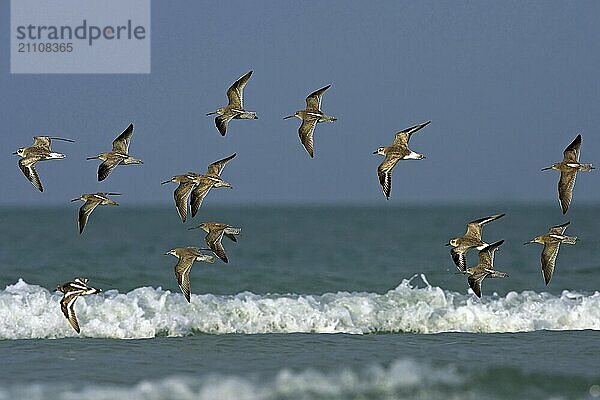 Ein Schwarm Kiebitzregenpfeifer am Spülsaum  (Pluvialis squatarola)  Ft. De Soto Park  St. Petersburg  Florida  USA  Nordamerika