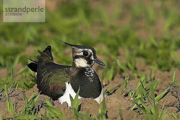 Breeding lapwing  (Vanellus vanellus)  Worms district  Worms  Rhineland-Palatinate  Federal Republic of Germany