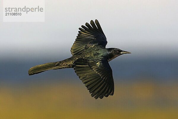 Boat-tailed grackle  (Quiscalus major)  Joe Overstreet Landing  Osceola County  Florida  USA  North America