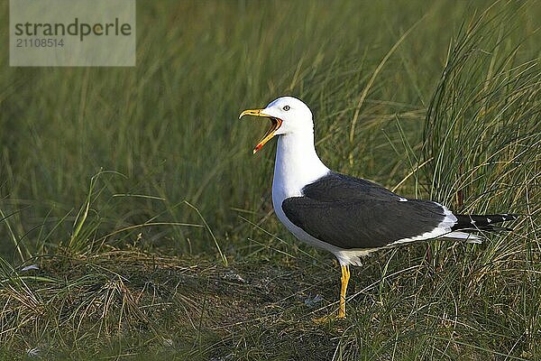 Herring Gull  (Larus fuscus)  Heligoland  Schleswig-Holstein  Federal Republic of Germany