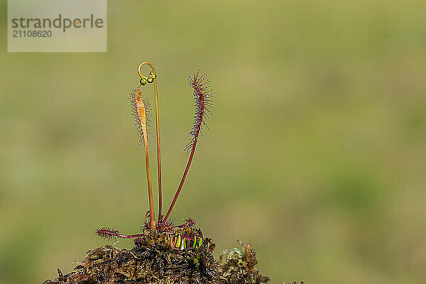 English sundew (Drosera anglica)  Smaland  Sweden  Europe