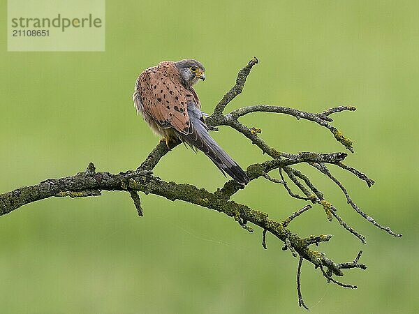 Ein Turmfalke sitzt auf einem moosbewachsenen Ast vor grünem Hintergrund und ruht  Turmfalke (Falco tinnunculus)  Männchen  Hessen  Deutschland  Europa