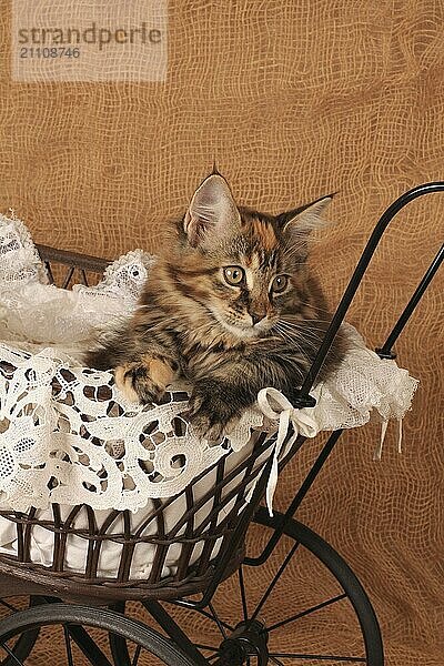 Norwegian Forest Cat  Norwegian forest cat