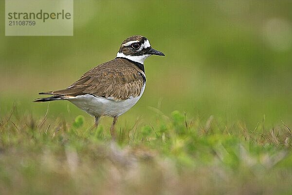 Wedge-tailed plover  (Charadrius vociferus) (Charadrius vociferous)  Honeymoon Island  Florida  USA  North America