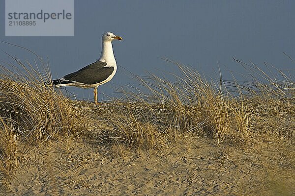 Herring Gull  (Larus fuscus)  Heligoland  Schleswig-Holstein  Federal Republic of Germany