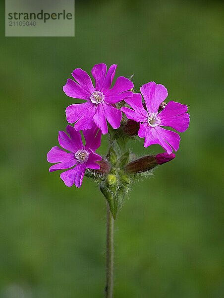 Leuchtend rosafarbene Blumen vor einem unscharfen grünen Hintergrund  Mönchsgrasmücke  Nest mit Gelege